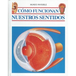 Cómo funcionan nuestros sentidos